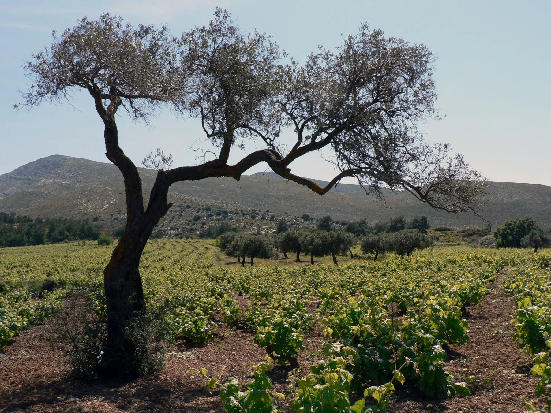 Olivenbaum unter Reben