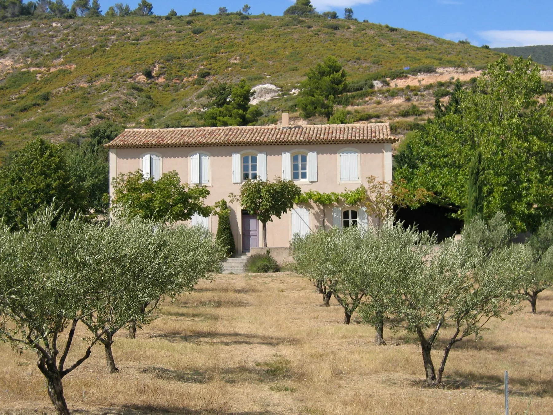 Olivenbäume mit Haus