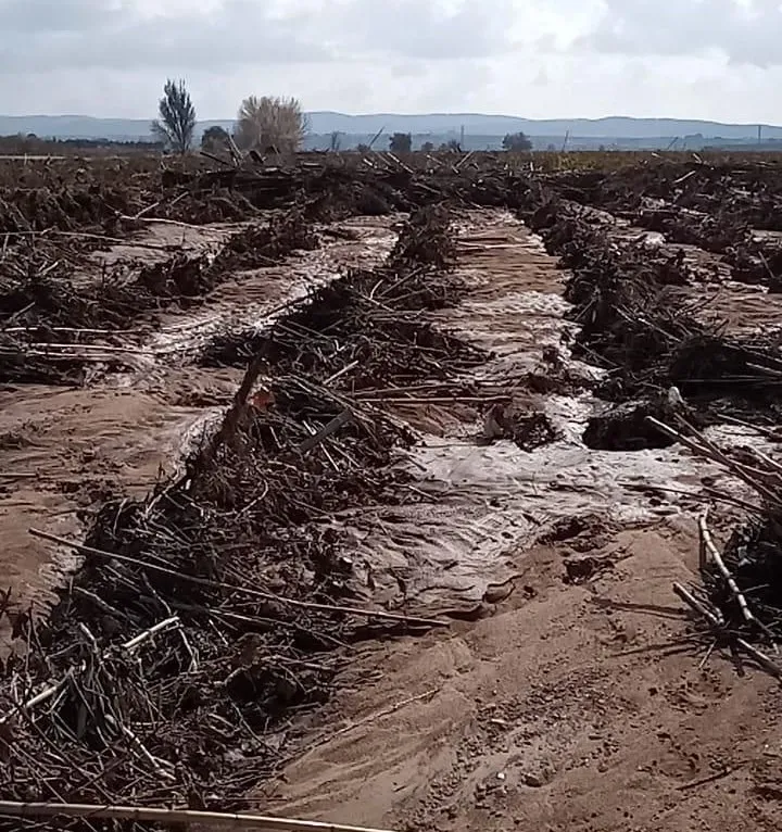 Vegalfaro Reben zerstört