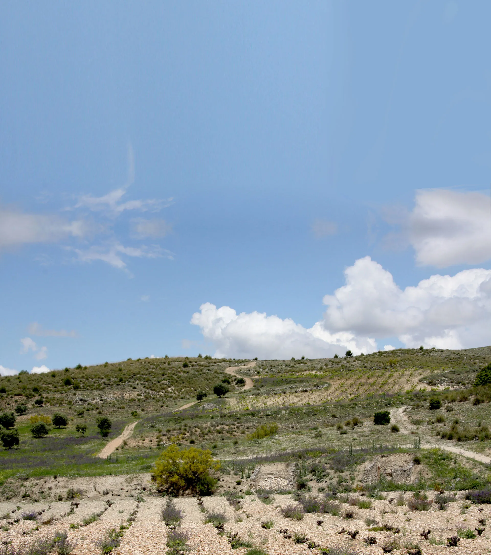 Weinbauregion in Spanien: Madrid