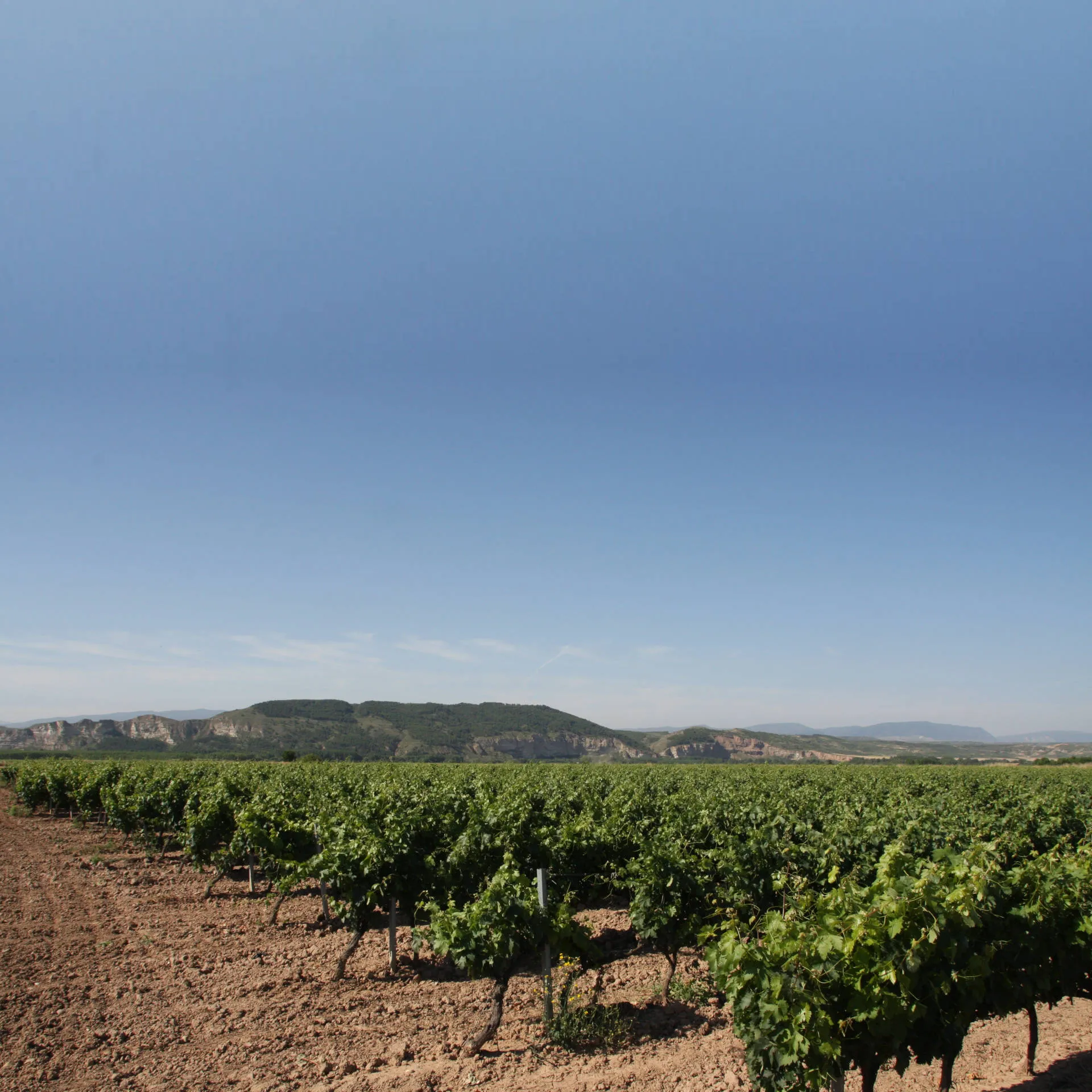 Weinreben in Rioja vor strahlend blauem Himmel