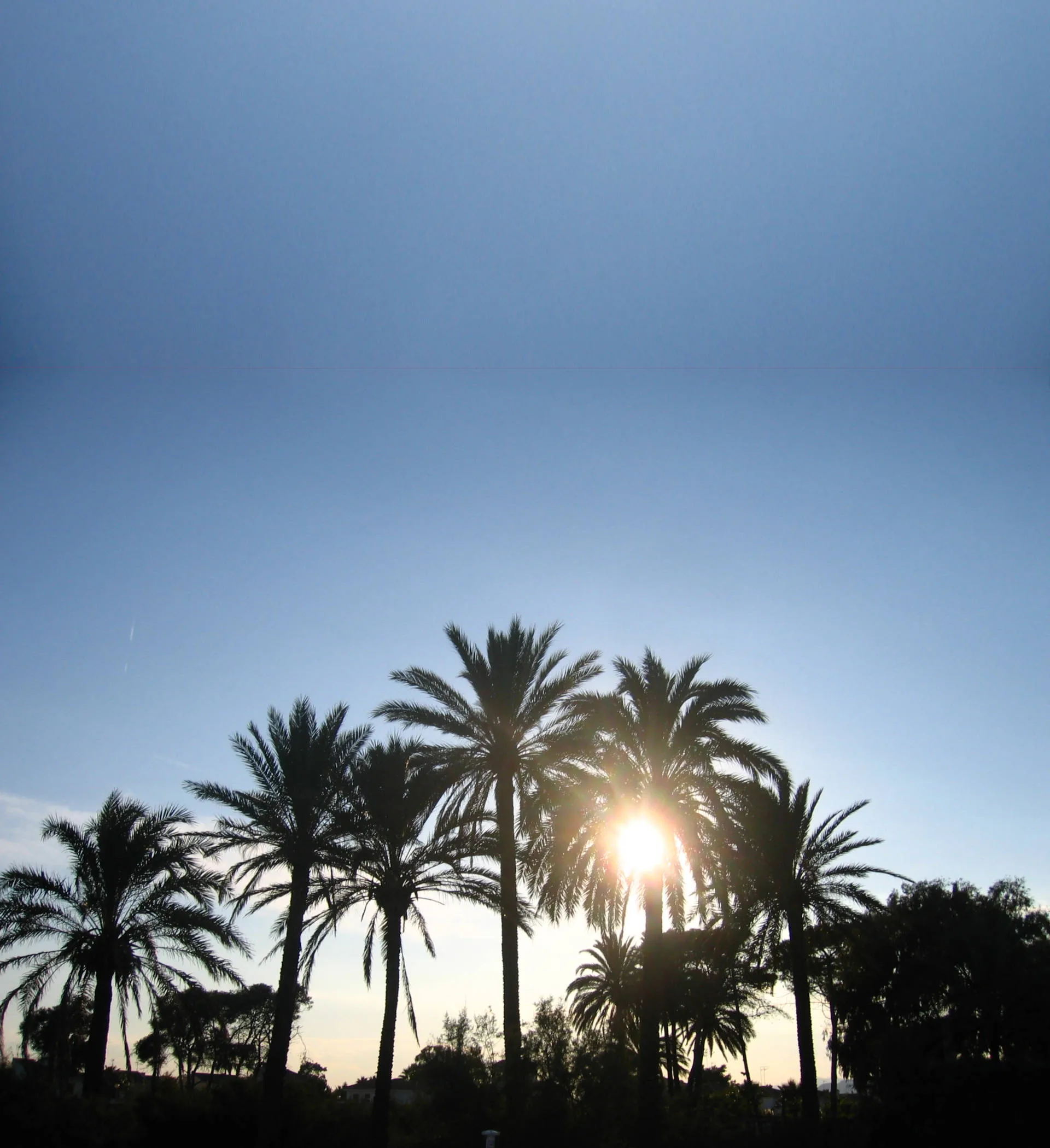 Palmen im Gegenlicht der Sonne an der Küste von Valencia
