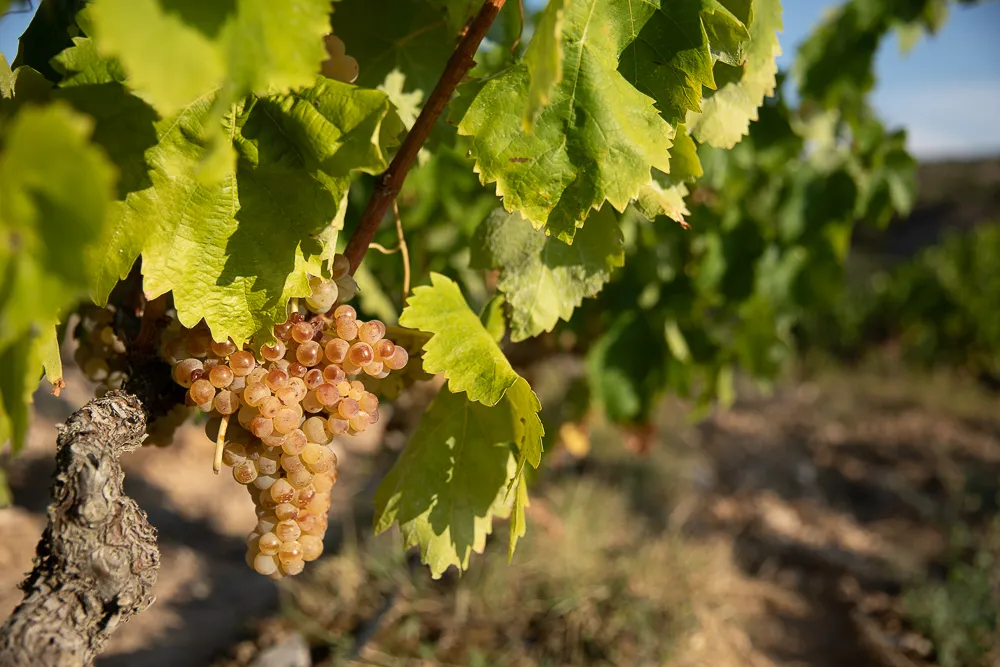 weiße Traubenrebe an Weinstock im Sonnenlicht