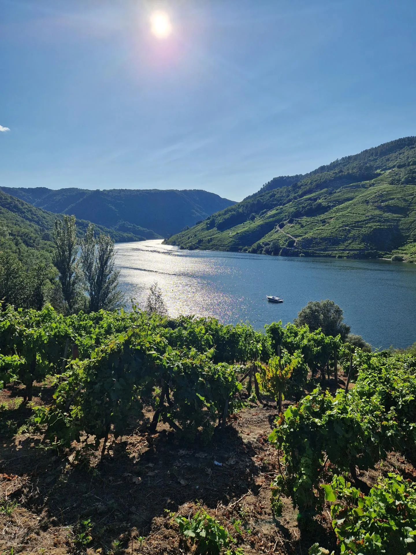 Weinreben neben einem großen Fluss