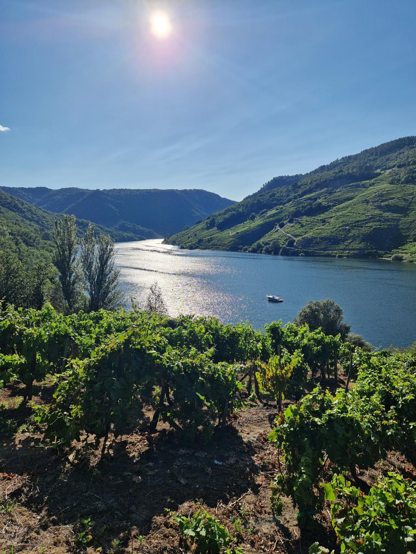 Weinreben neben einem großen Fluss